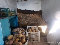 В Туве развивается проект «Кладовая семьи»: более 200 семей соберут картофель со своего участка