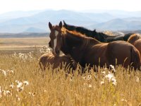 Осень в сезонном цикле в жизни тувинской лошади
