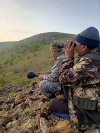 В Туве снижается численность волков