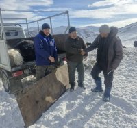 В Туве чабанам возместили потерянных после нападения снежными барсами яков