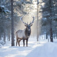 23 декабря в Туве ночью до -30°С, днем небольшой снег