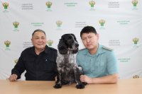 В Туве таможенники ищут дом для завершившего службу спаниэля Анзора
