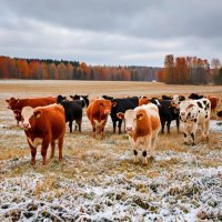 В Туве за год скотокрады угнали скота на 30 млн рублей