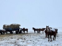 Толщина снежного покрова в Туве разнится от 9 до 45 см