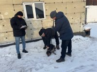 В Кызыле проводится инвентаризация домашних собак