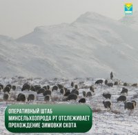 Минсельхоз Тувы сообщает о благополучной зимовке скота в регионе