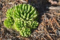 В Туве ищут специалиста, готового работать с туристами в заповеднике "Азас"