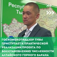 В Туве восстановят популяцию алтайского аргали