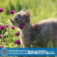 23 июня в Туве температура превысит +30°С