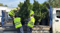 В Кызыле на улице Ленина установят кашпо с вечнозелеными туями и вазоны с цветами