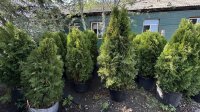 В Кызыле на улице Ленина установят кашпо с вечнозелеными туями и вазоны с цветами